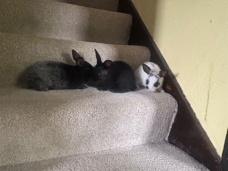 Bunnies for Sale 
