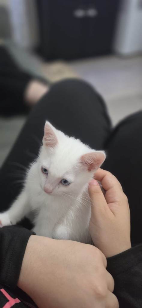 A beautiful and playful Angor cat 