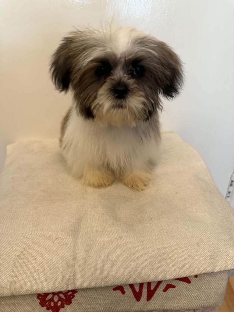 Puppy Shih Tzu