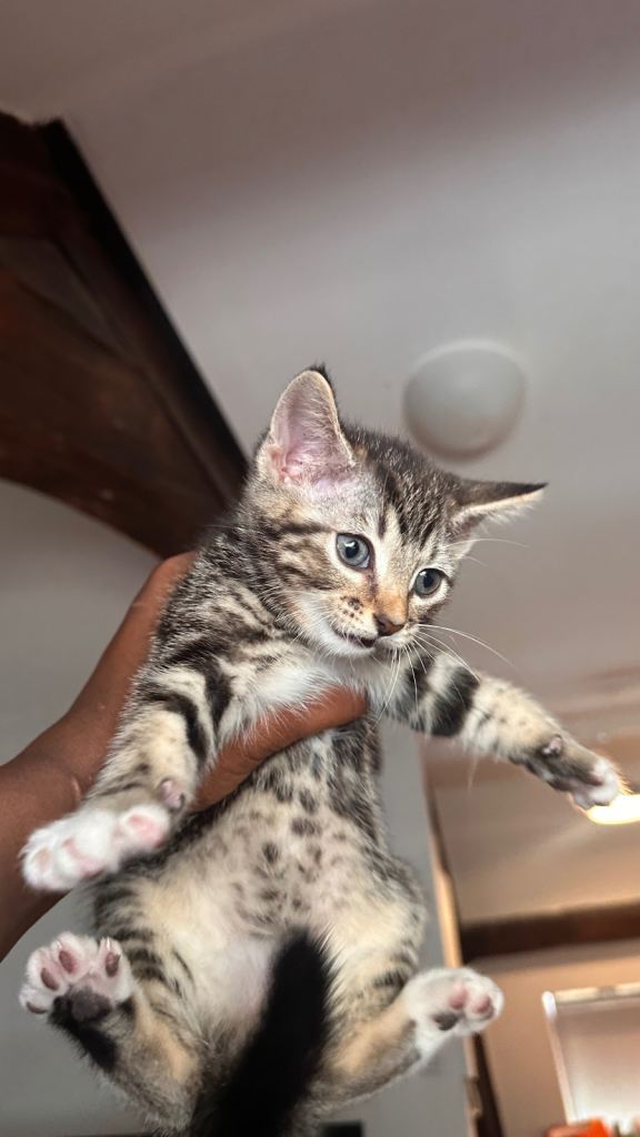 Two Male Kittens 