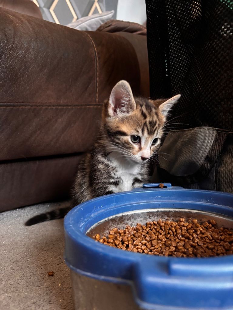 Kittens for sale