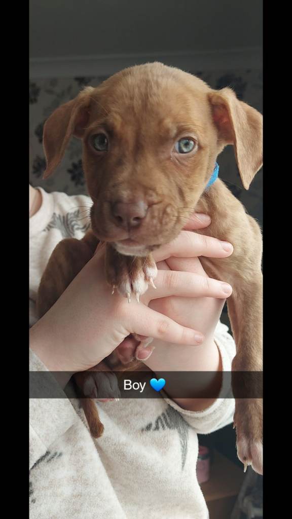 7 gorgeous pups for sale