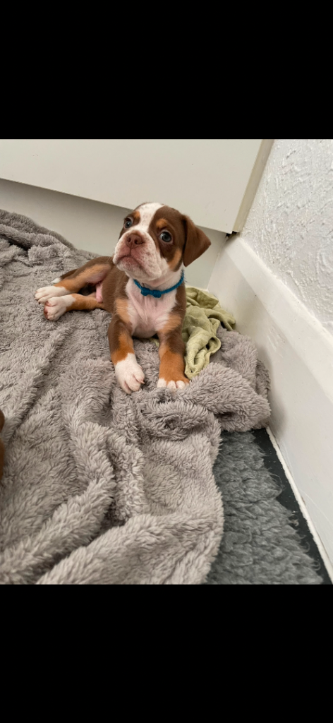 OLD TYME BULLDOG PUPPIES