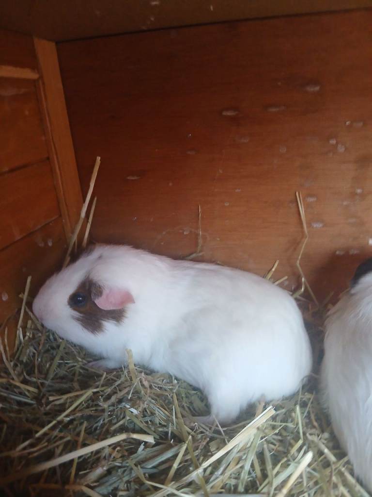 Guinea pig 