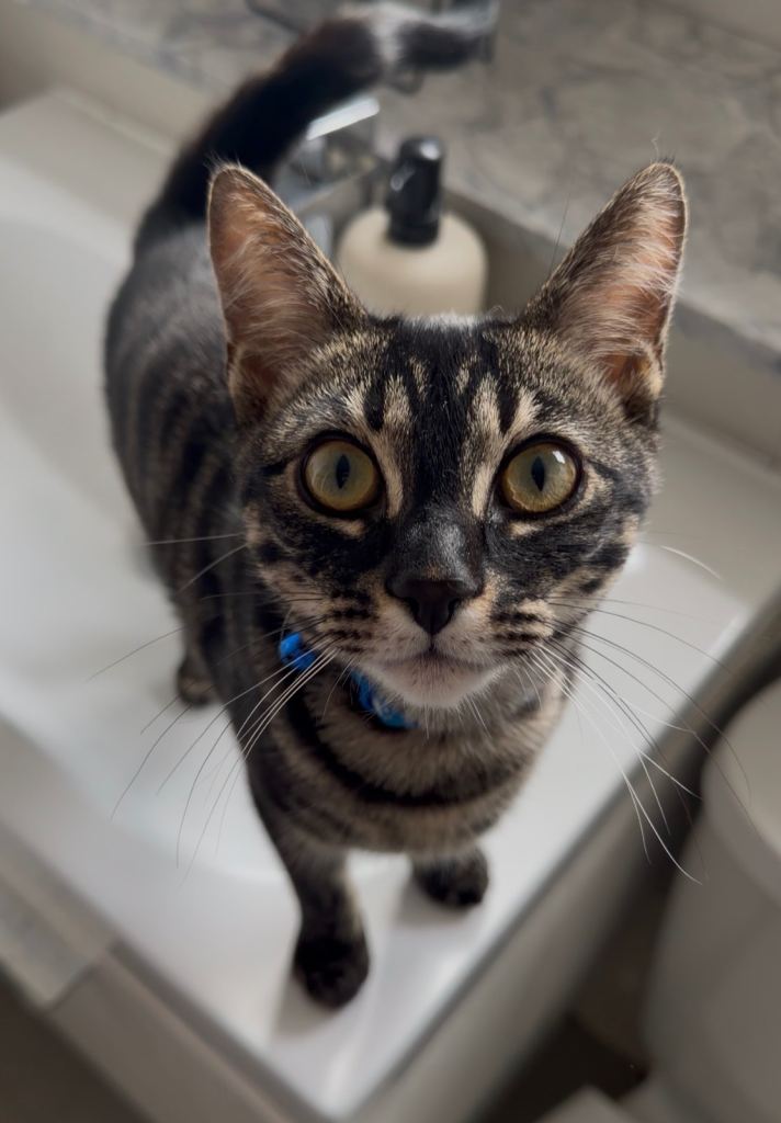 Coco – 7.5-Month-Old Bengal × Shorthair Male Kitten Looking for a Loving Home