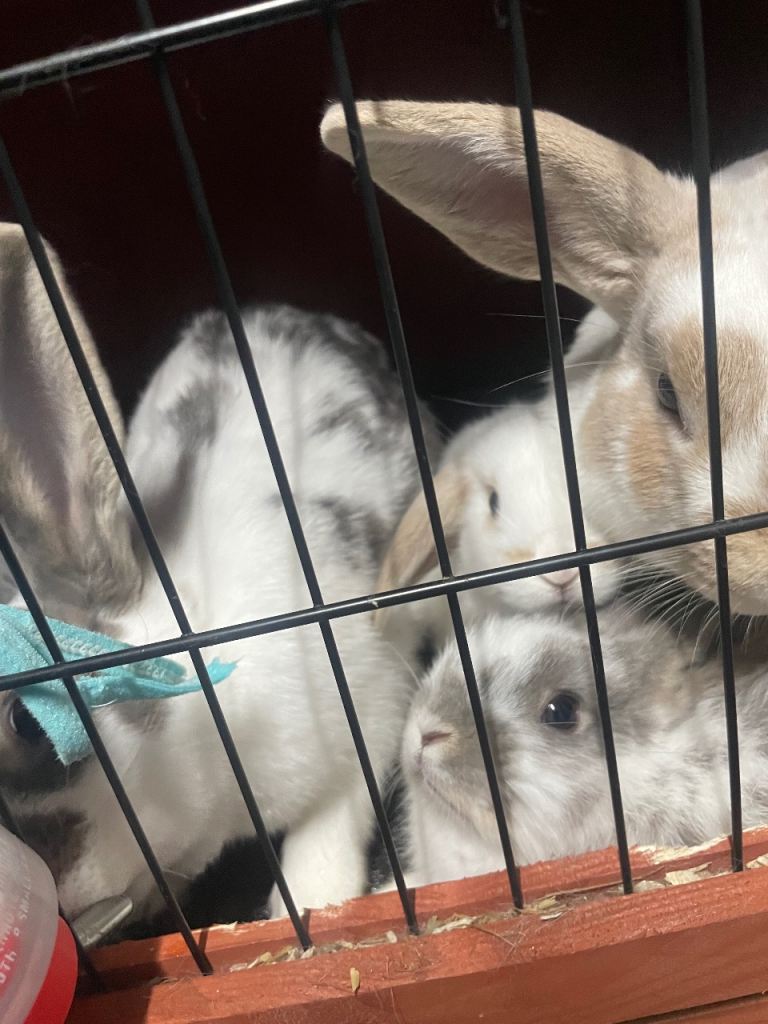 Babey rabbits 