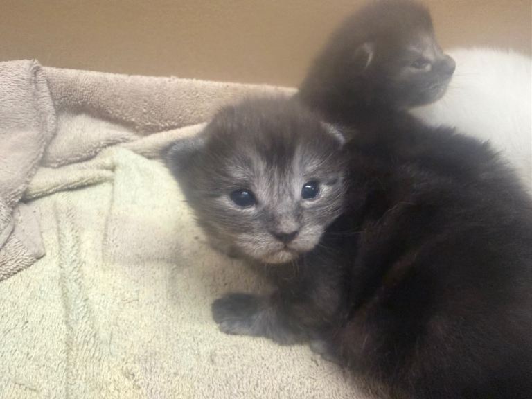 RAGCOON KITTENS 2 BOYS & 1 GIRL AVAILABLE TO RESERVE 