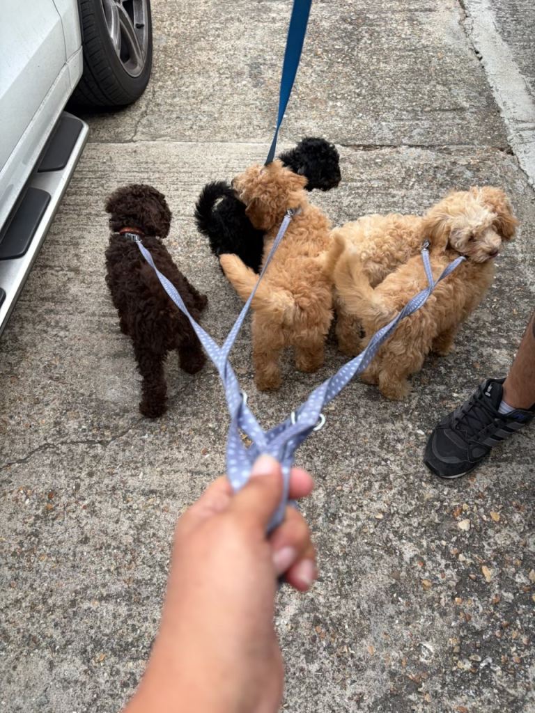 Cockapoo puppies for sale