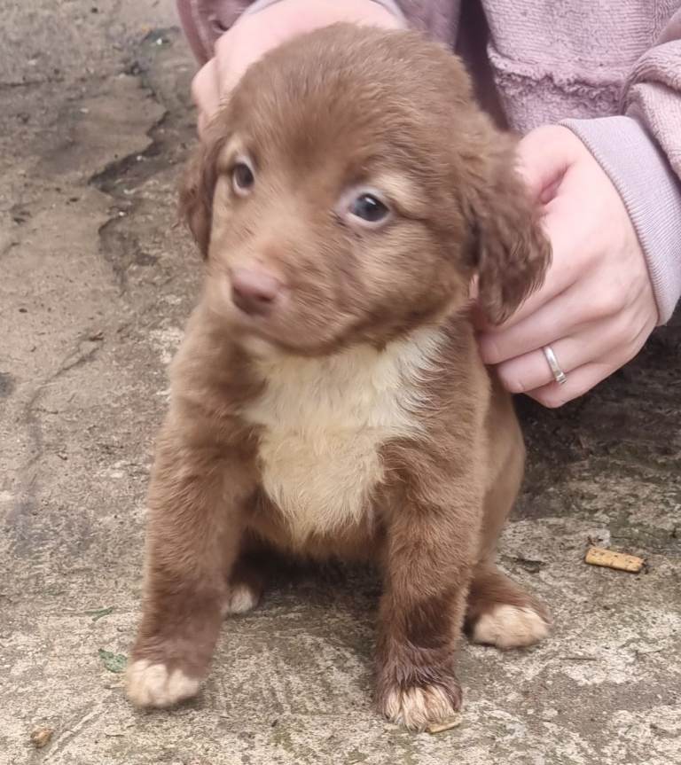 Staffy Cross Puppies 