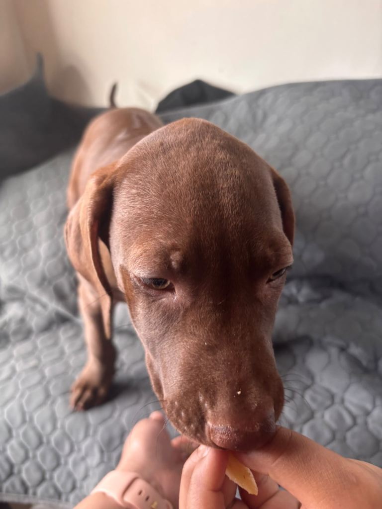 Puppy ready for new home