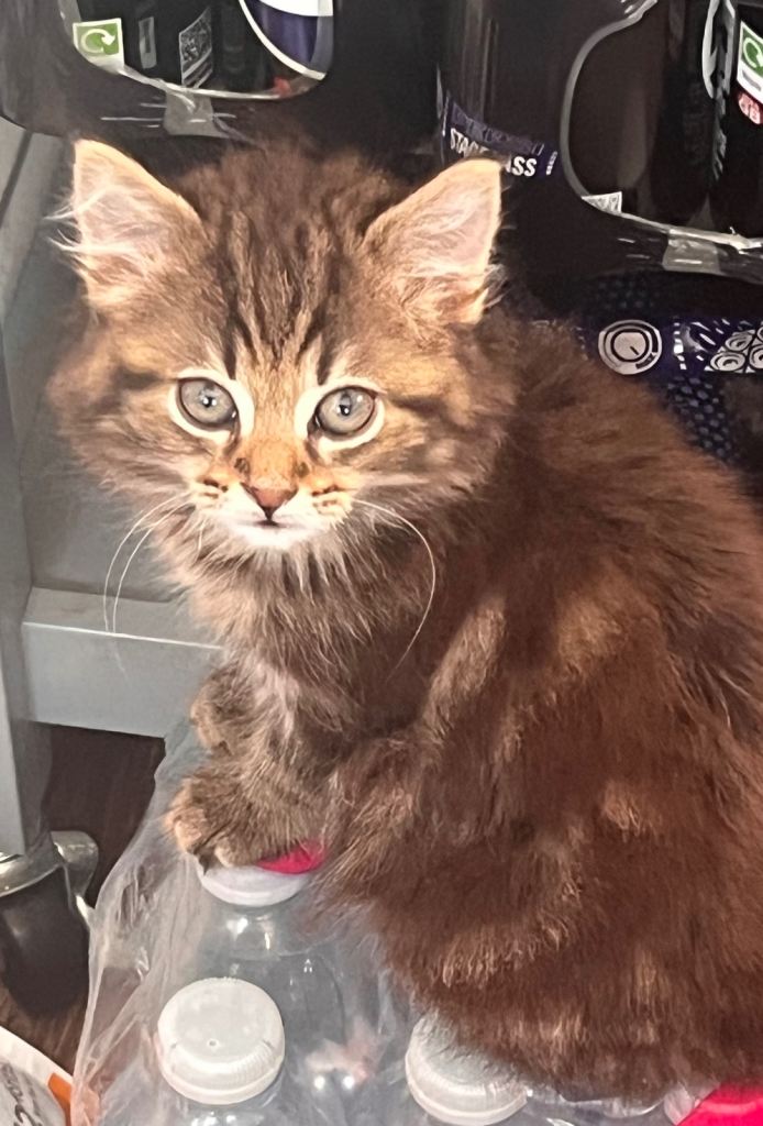 2 gorgeous girl kittens  please read advert for prices 