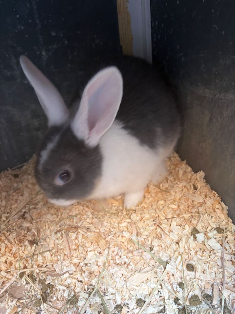 Baby female rabbit 
