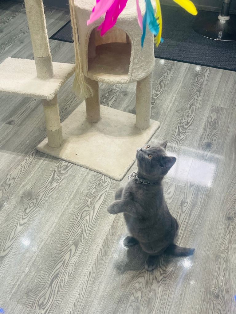 Stunning 18 Week Old Pedigree Blue British Shorthair Girl