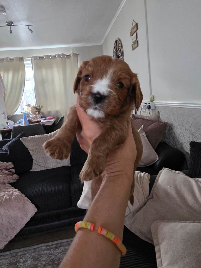cavalier king charles spaniel 