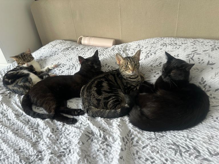 Two pairs of sibling cats looking for loving homes 🐾🤍 