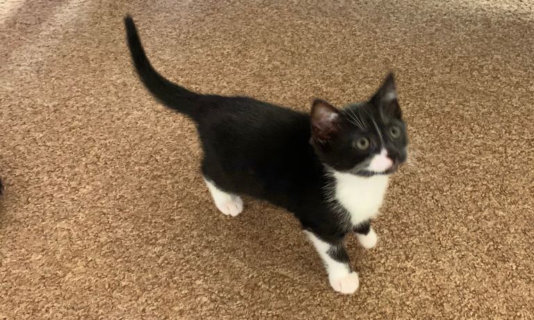 Beautiful Female kitten ready now 