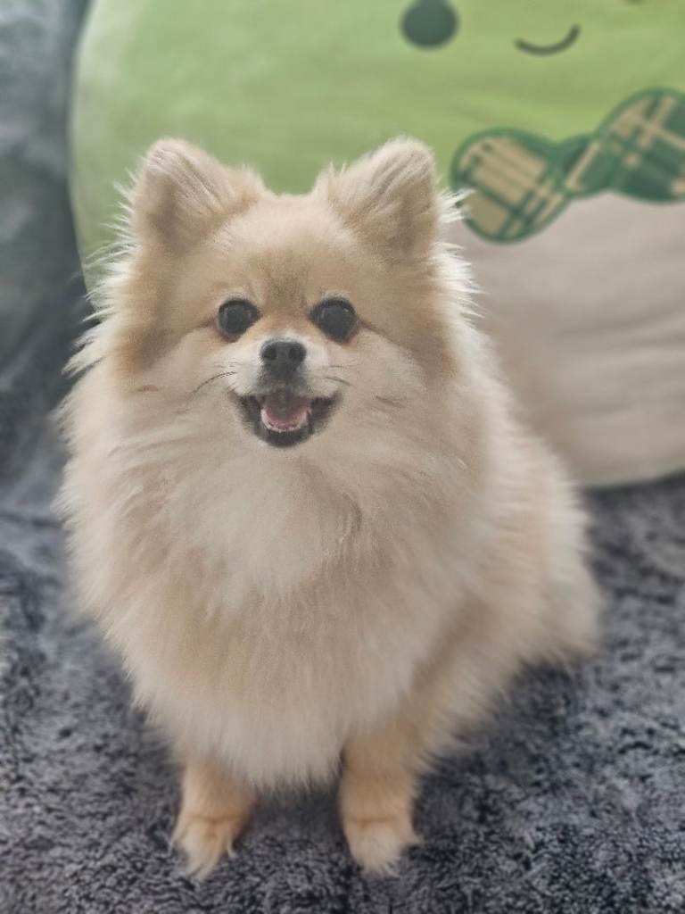 3 year old pomeranian girl