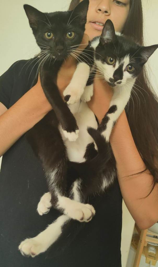 Kittens for sale.