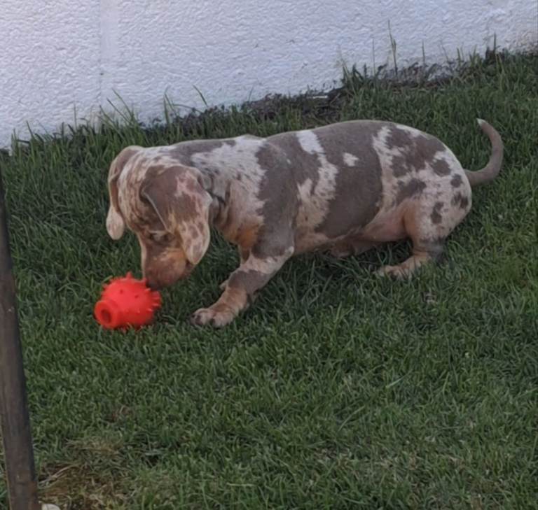 Miniature dachshund (last one)