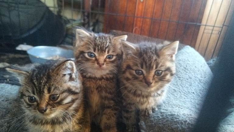 3 Tabby kittens 9weeks old