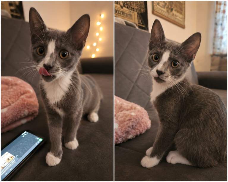 Kittens 