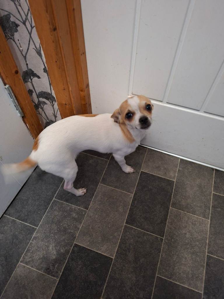Small cross jack russell/chihuahua