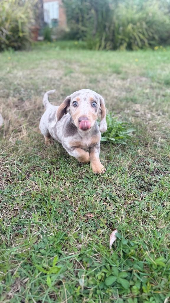 Miniature Dachsund Boys