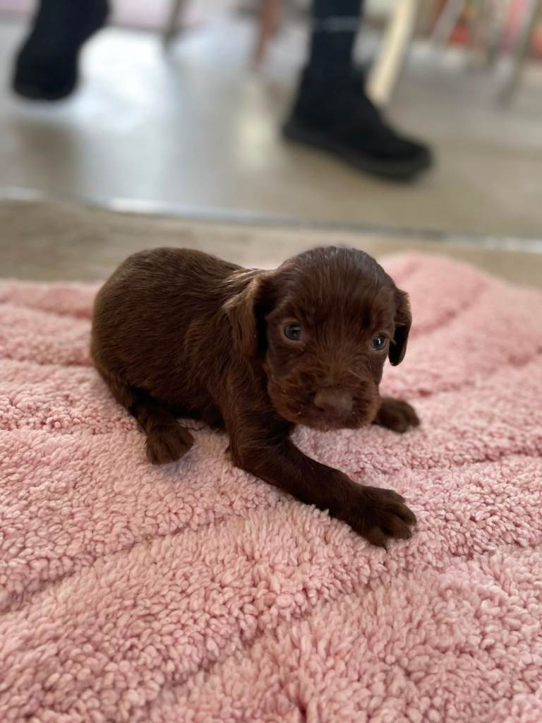 Cocker Spaniel 