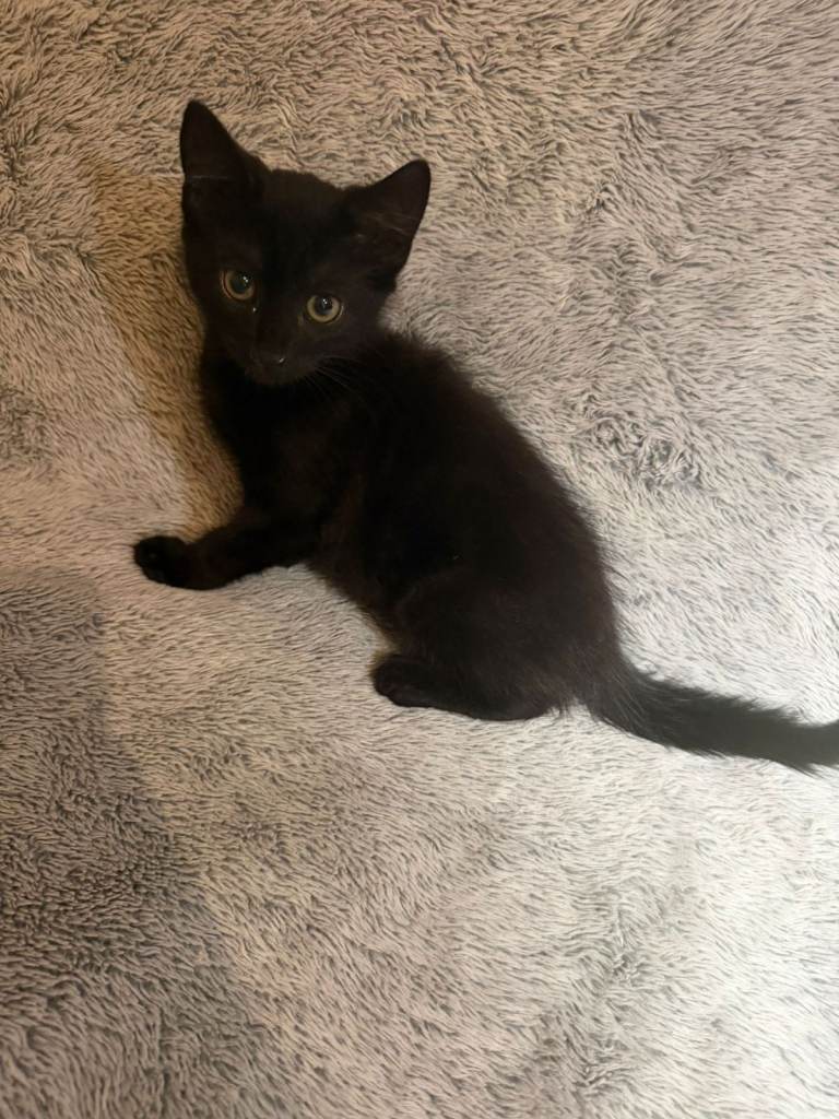 Gorgeous 12-Week-Old Black Male Kitten – Loving & Full of Character