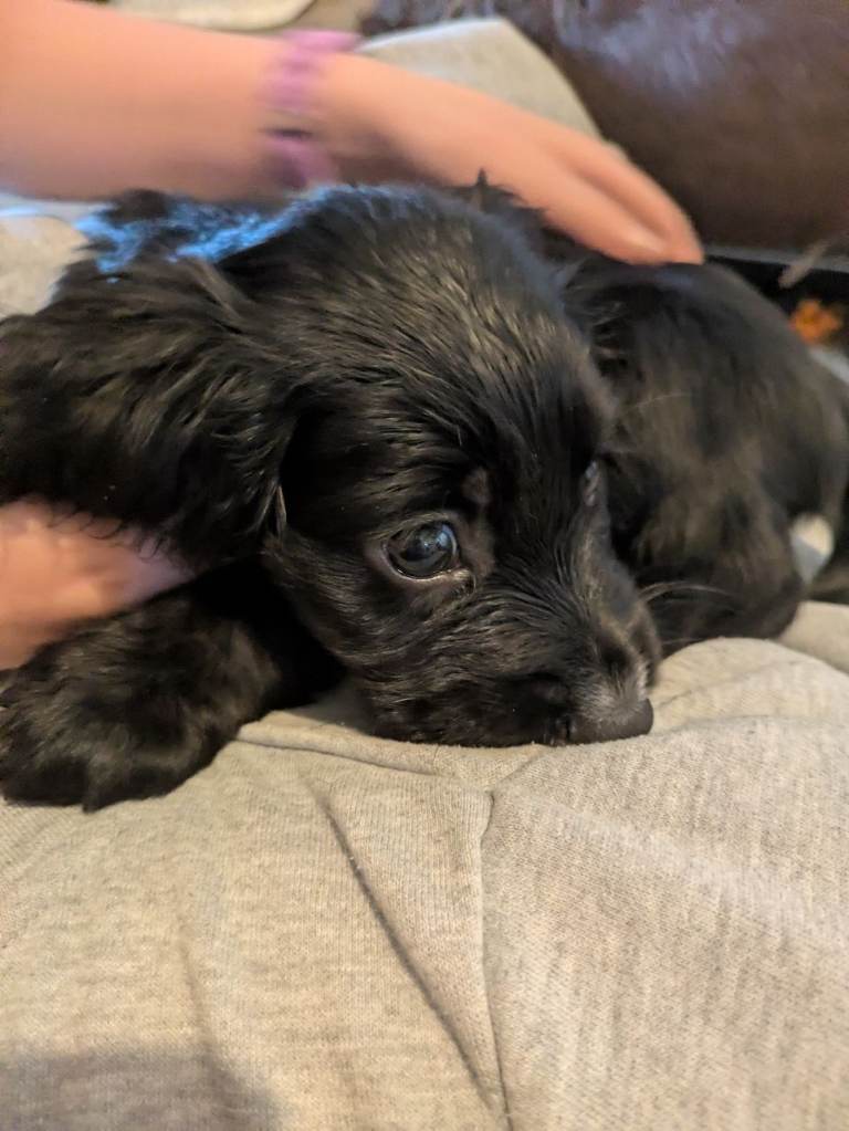 Sprocker puppies
