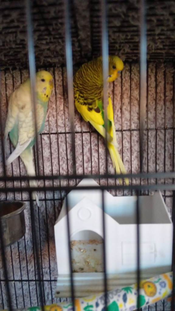 2 budgies and small cage