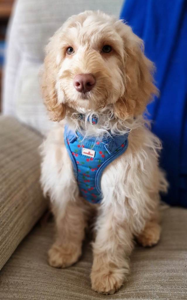 *Update Currently Reserved*. Almost 6 month old Male Cockerpoo puppy 