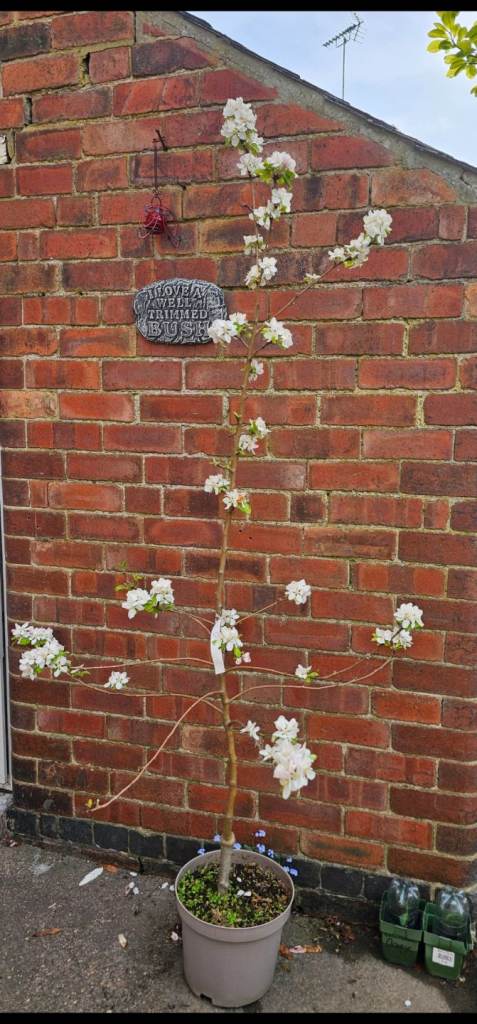 Apple Tree Winter Gem 