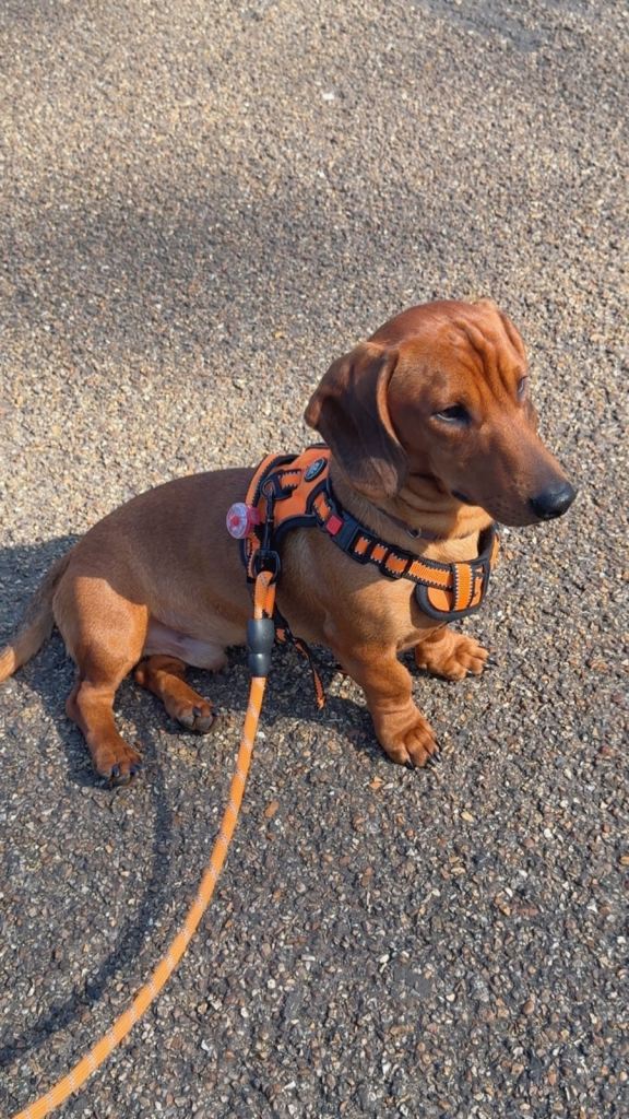 Dachshund 