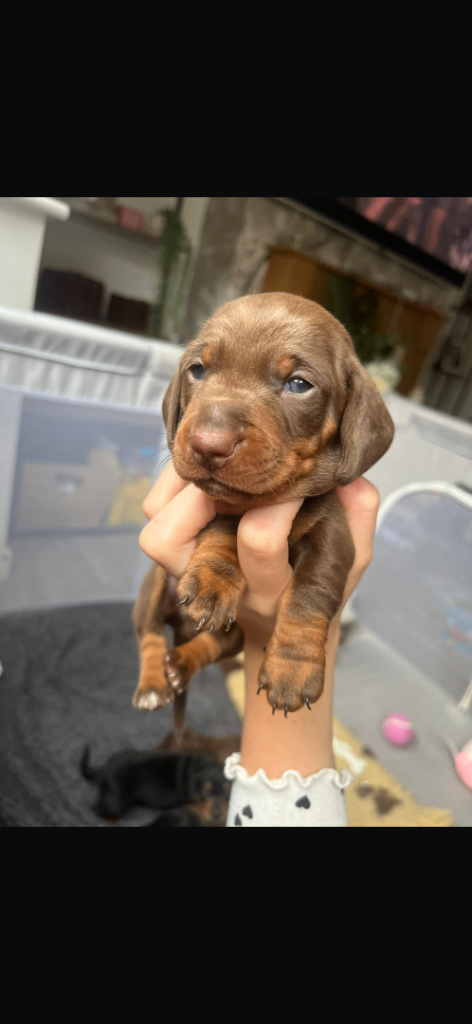 Miniature dachshund 