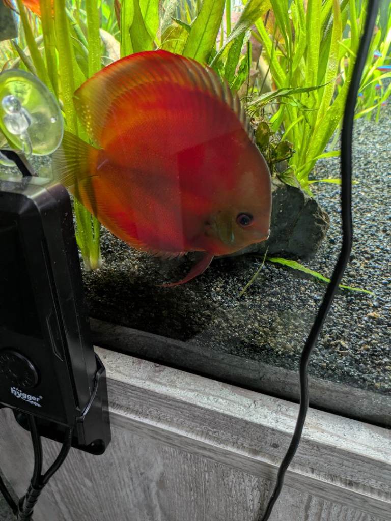 Discus