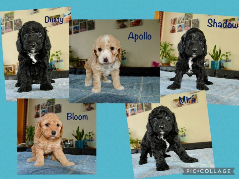 Beautiful Cockapoo Puppies for sale 