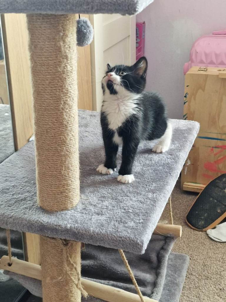 Kittens ready to leave 