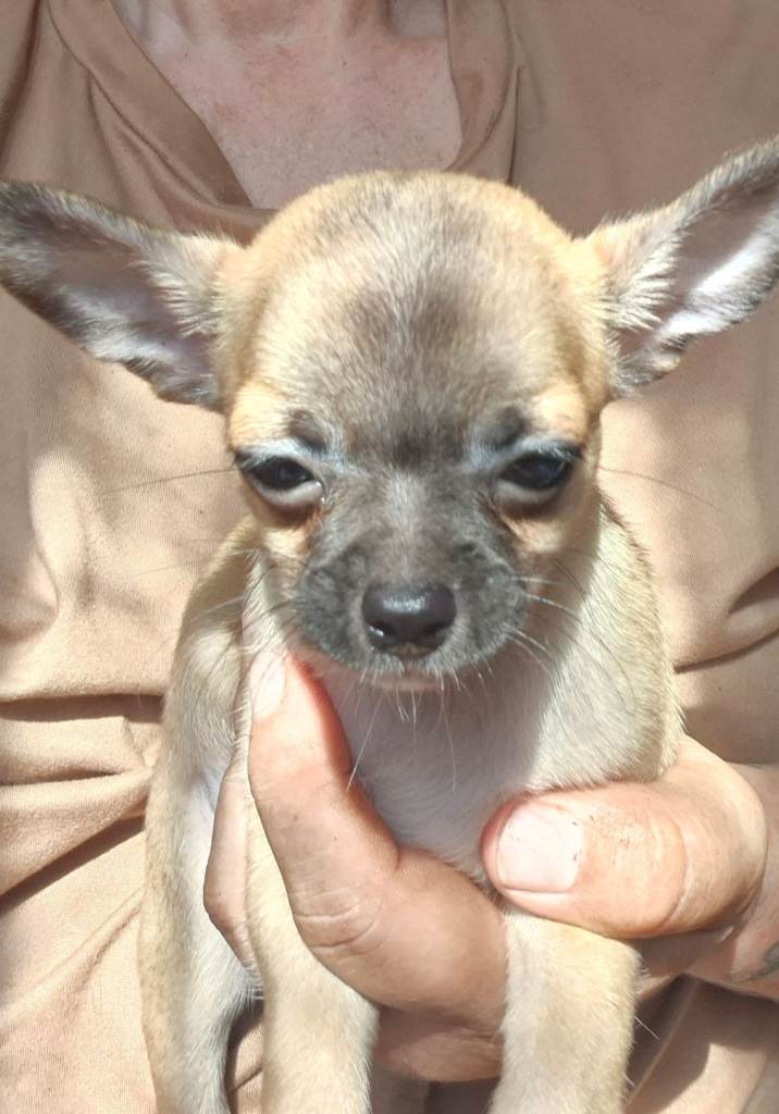 Two Male Chihuahuas 