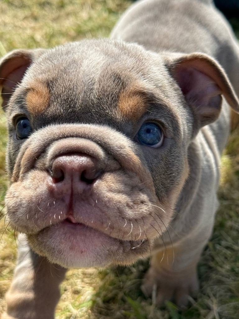 Kc English bulldogs
