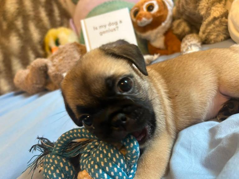 Pug-Tzu Puppies 