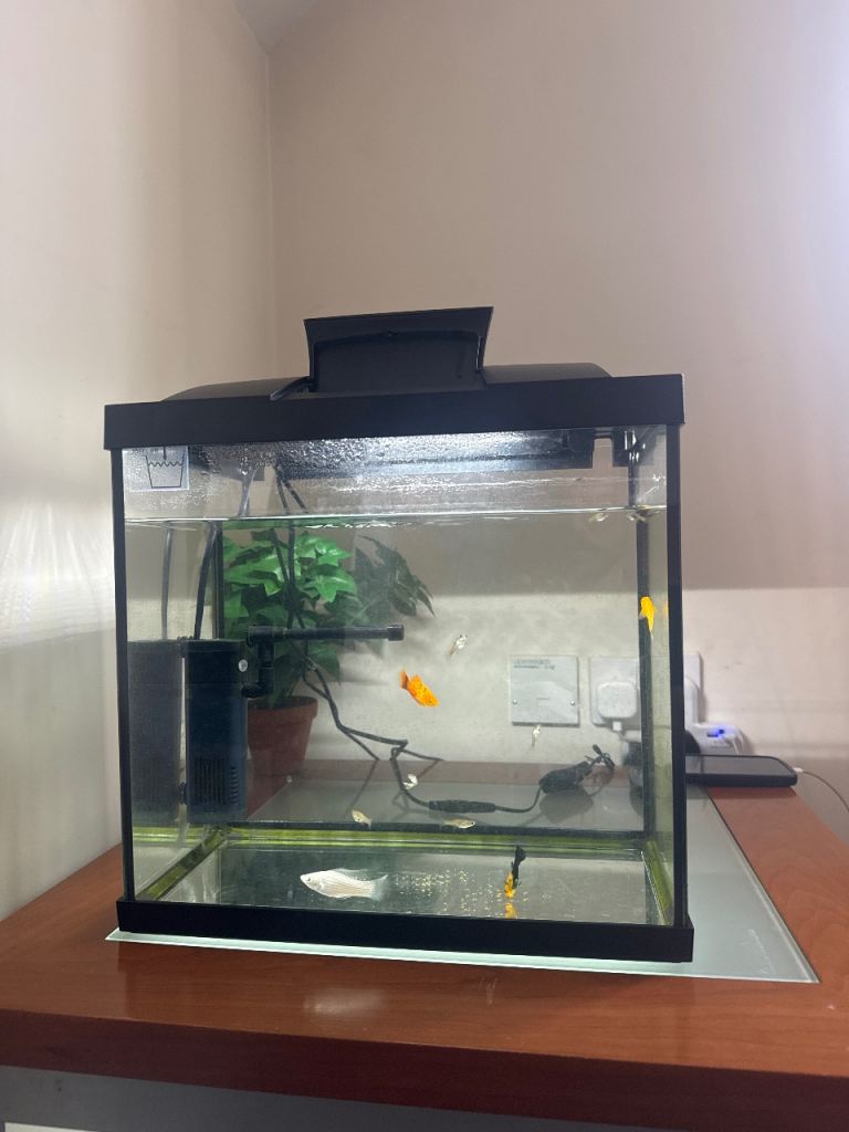 New fish tank