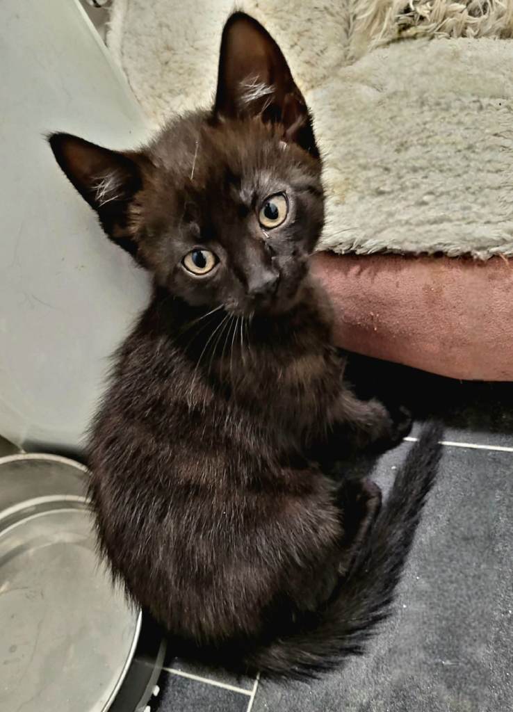 black beautiful kittens 