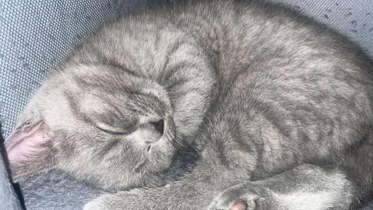 British shorthair kitten 