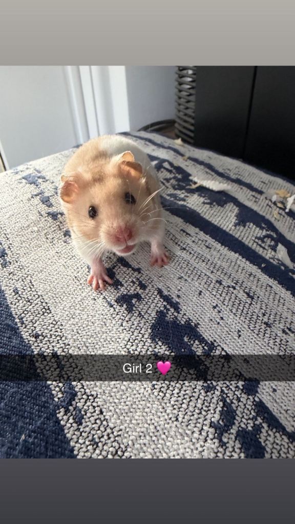 Baby Syrian Hamster’s