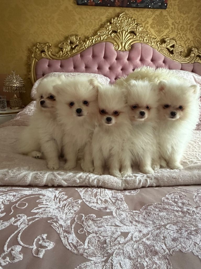 Pomeranian puppies white