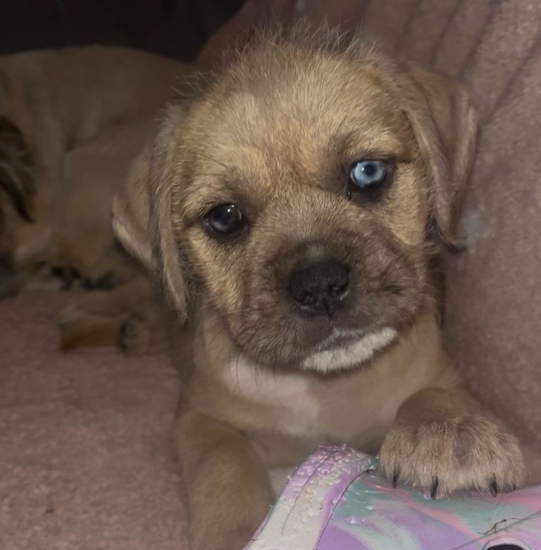 MIXED BREED PUP female 