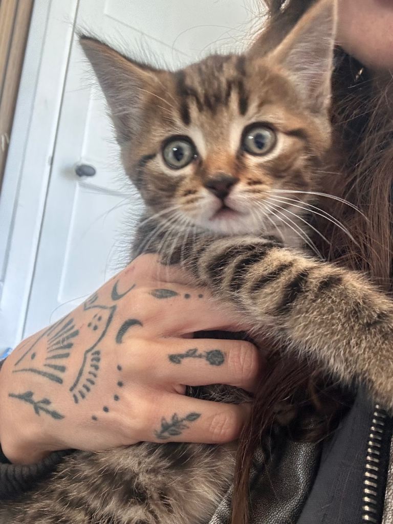 1 little tabby boy left . 