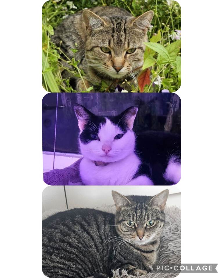 🐾❤️ 3 Beautiful Cats Looking for Their Forever Homes ❤️🐾