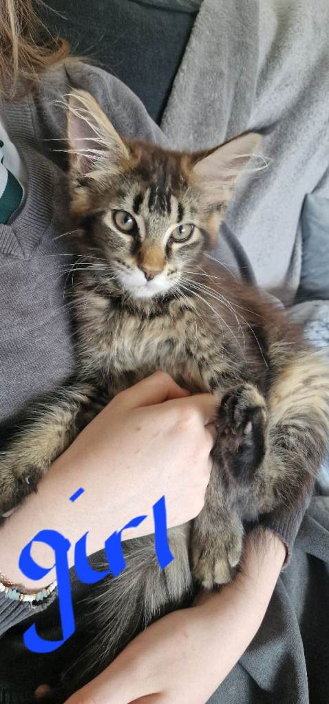 Maine coon kittens